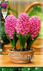 Hyacinthus Pink Pearl (indoor)