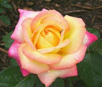 Hybrid Tea