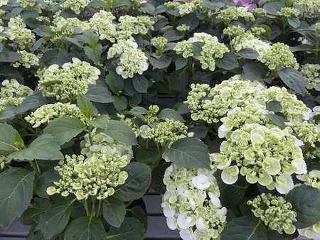 Hydrangea Chrystal Palace