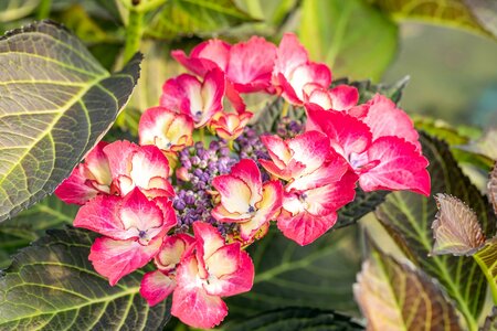 Hydrangea Dark Angel