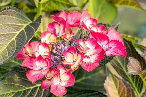 Hydrangea Dark Angel