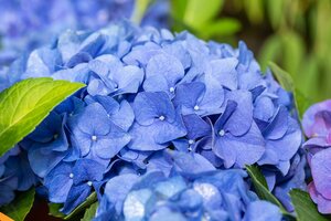 Hydrangea Hi River Blue