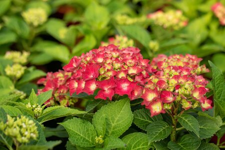 Hydrangea Hi Tornado Red