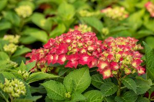 Hydrangea Hi Tornado Red
