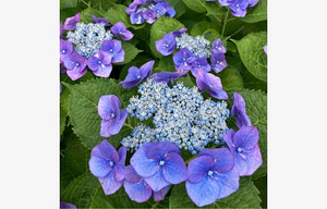 Hydrangea Nizza Blue