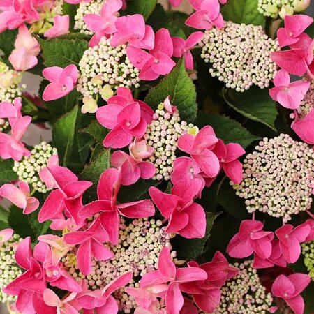 Hydrangea Nizza Pink