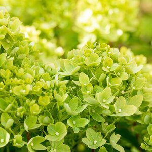 Hydrangea  pan. Little Lime