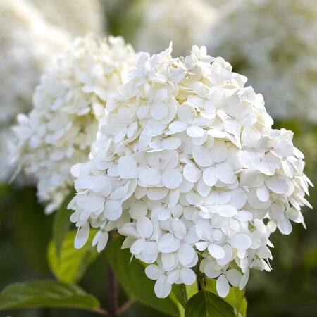 Hydrangea  paniculata Limelight Half Standard