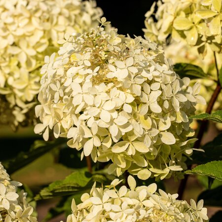 Hydrangea paniculata Phantom