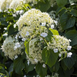 Hydrangea petiolaris