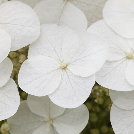 Hydrangea quercifolia Oak Leaf Hydrangea - image 1