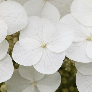 Hydrangea quercifolia Oak Leaf Hydrangea