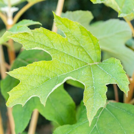 Hydrangea quercifolia Oak Leaf Hydrangea - image 2