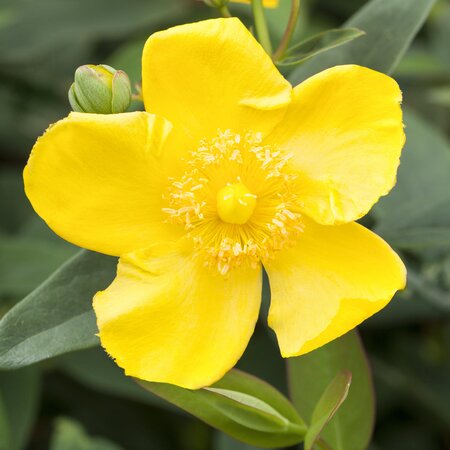 Hypericum Hidcote St John's Wort