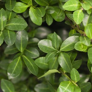 Ilex crenata 1/4 Standard Japanese Holly