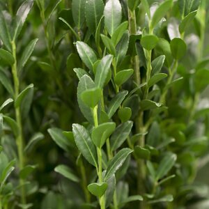 Ilex crenata Fastigiata Upright Japanese Holly 10 Litre pot