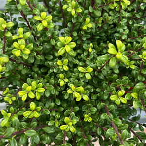 Ilex crenata 'Glory Gem'