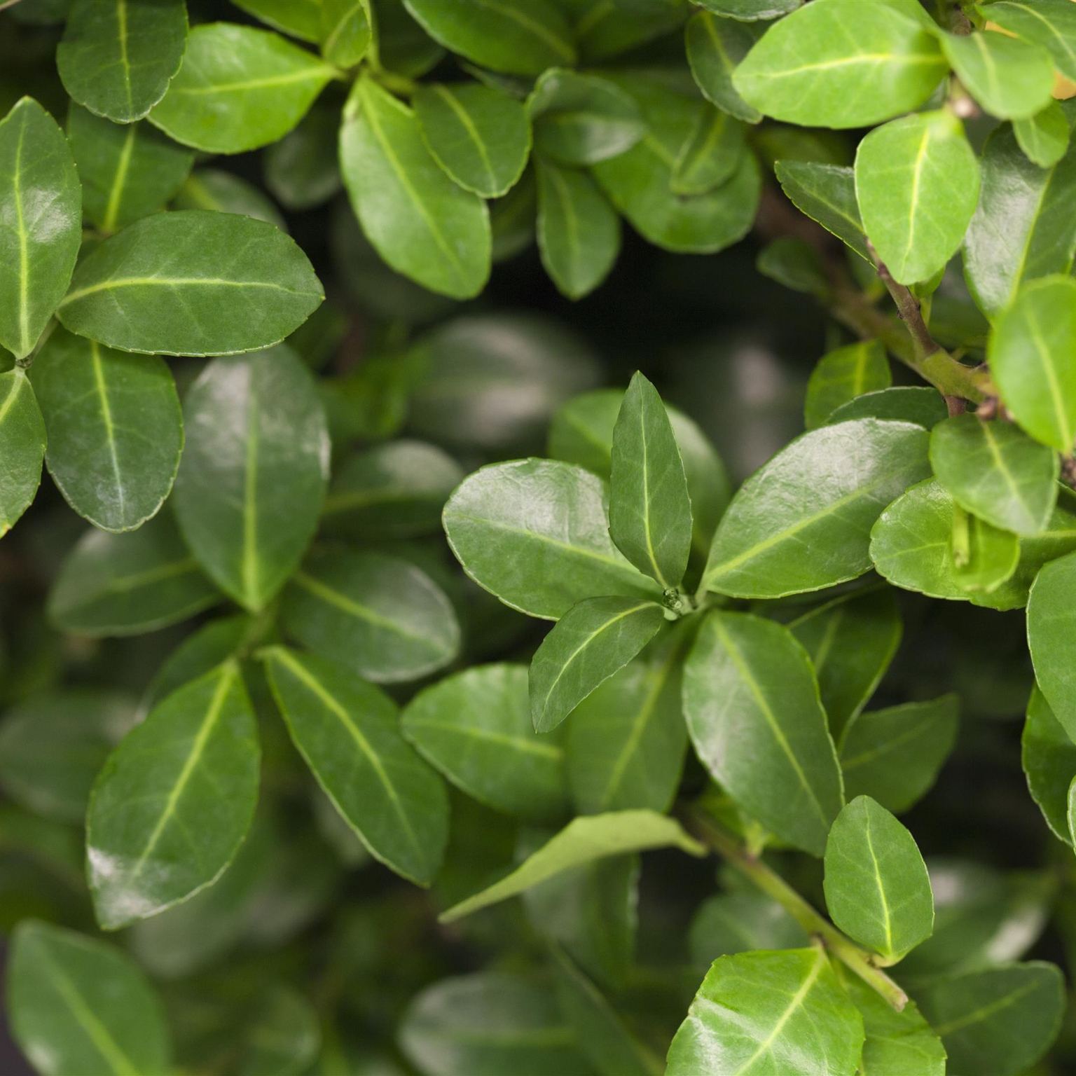 holly様 B2.5 ilex-crenata-half-standard-