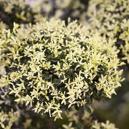 Ilex crenata Kinme - Japanese Holly - image 1