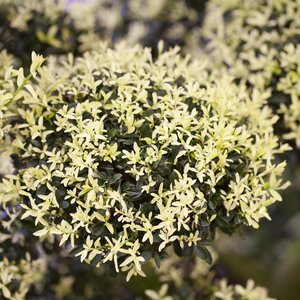 Ilex crenata Kinme - Japanese Holly