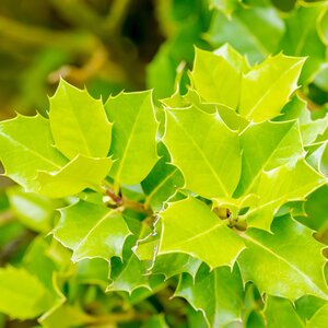 Ilex Nellie R Stevens