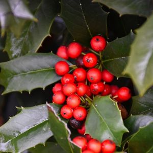 Ilex Nellie R Stevens Half Standard 70-80cm Head