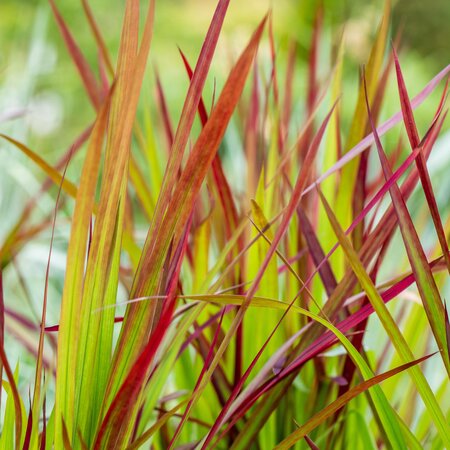 Imperata cylindrica 'Red Baron'