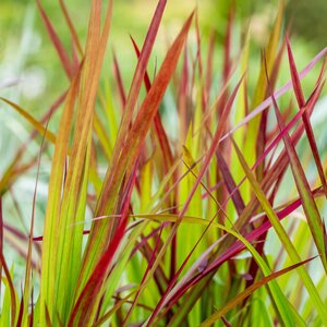 Imperata cylindrica 'Red Baron'