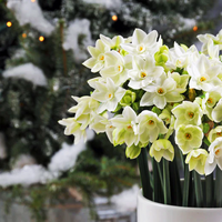 Indoor Bulbs