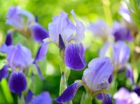 Iris