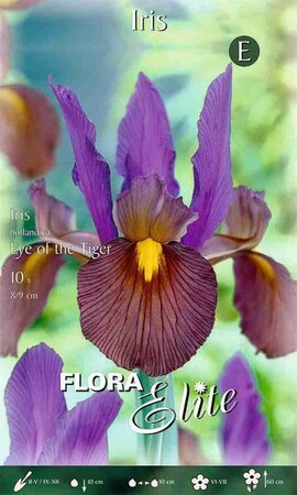 Iris hollandica Eye of the Tiger