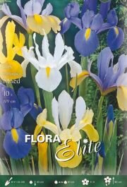 Iris hollandica Mixed