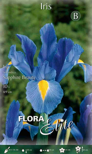 Iris hollandica Sapphire Beauty