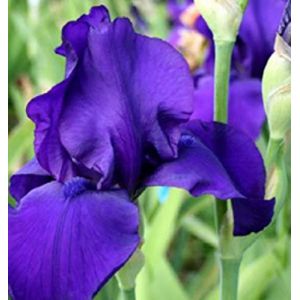 Iris 'Matinata' 1L