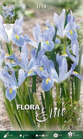 Iris reticulata Blue Planet