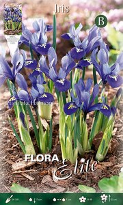 Iris Reticulata Harmony
