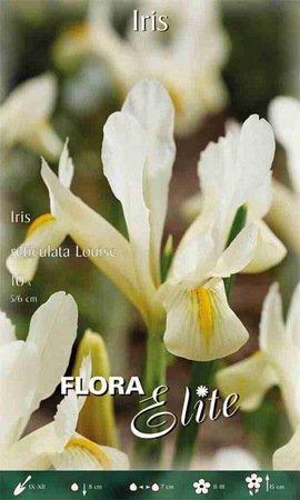 Iris reticulata Louise 10Pk
