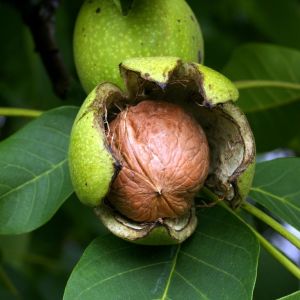 Juglans regia Common Walnut