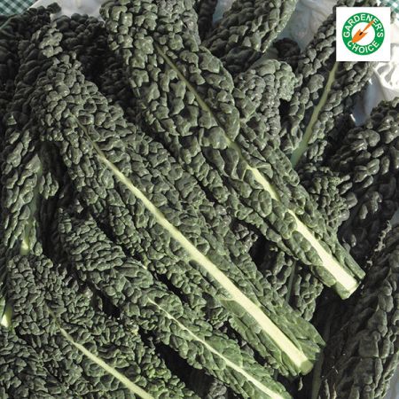 Kale Nero Di Toscana Seeds
