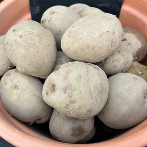 King Edward Main Crop 2KG