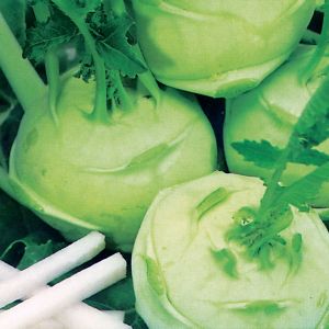 Kohl Rabi Green Delicacy Seeds