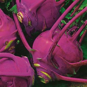 Kohl Rabi Purple Delicacy Seeds