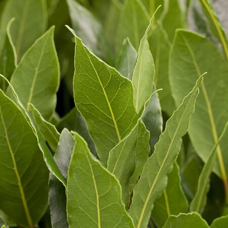 Laurus nobilis BAY standard 50/60 cm head