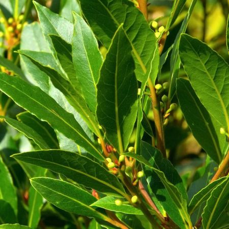 Laurus nobilis  Bay Tree