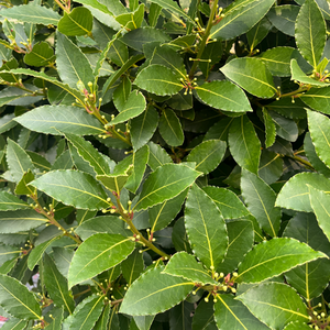Laurus nobilis Bay Tree