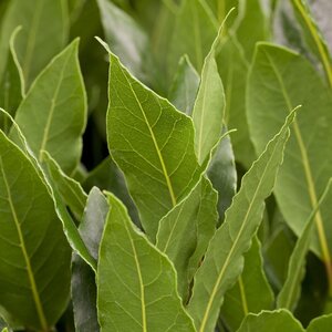 Laurus nobilis Quarter Standard