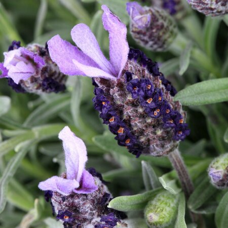 Lavandula stoechas 'Ruffles Sugarberry'