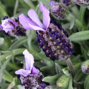 Lavandula stoechas 'Ruffles Sugarberry'