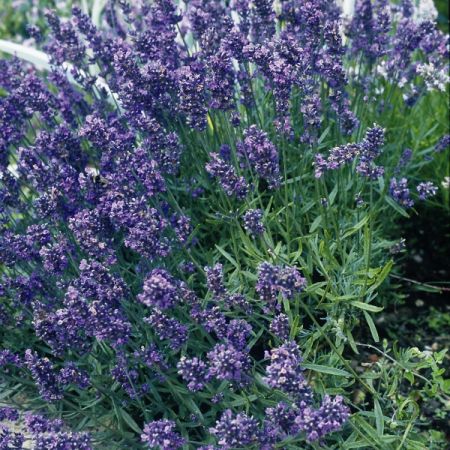 Lavender Munstead