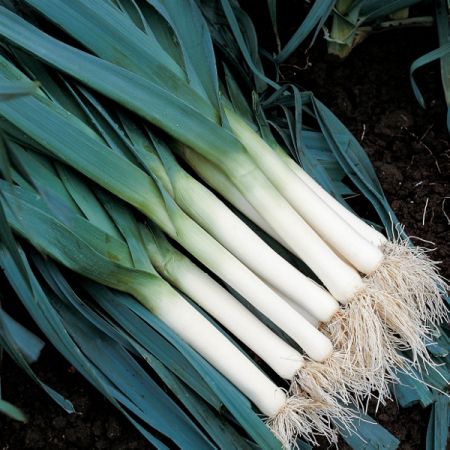 Leek Atlanta Organic Seeds